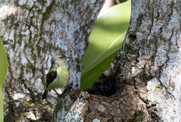 Closeup Shot Purple Rumped Sunbird Bathing Tree Hole — Fotografia de Stock