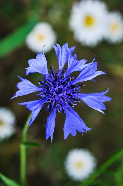 Close Vertical Shot Beautiful Blue Flower Blurred Background — Foto de Stock