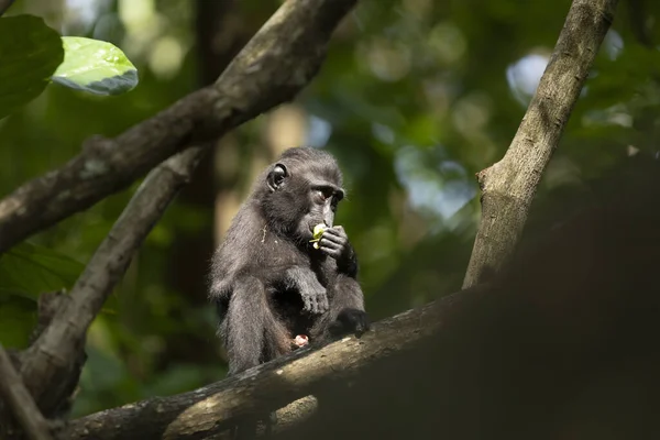 Black Macaque Monkey Tangkoko Batuangus Nature Reserve Indonesia — стокове фото