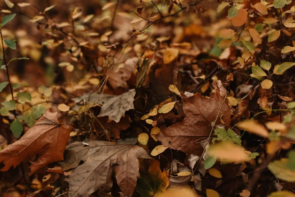 Closeup Shot Yellow Autumn Leaves Ground — Stock fotografie