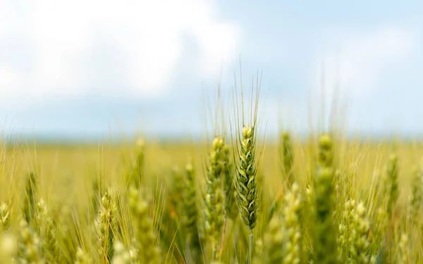 Close Shot Green Raw Wheat Field Isolated Blurred Background — стоковое фото
