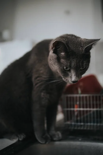 Closeup Sitting Furry Gray Cat — Stockfoto