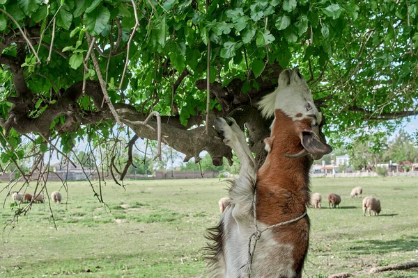 Goat Eating Leaves Tree — ストック写真