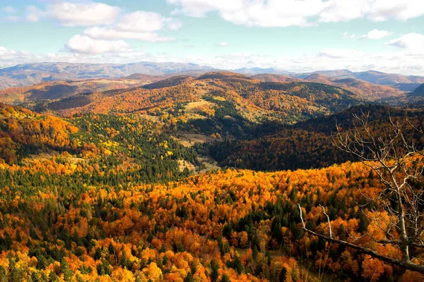 Mesmerizing View Dense Autumn Trees Mountains — Stockfoto