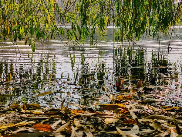 Closeup Shot Yellow Autumn Leaves Lake Water — Stock fotografie