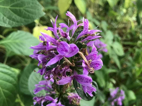 Closeup Beautiful Purple Betonica Flower — Stock Fotó