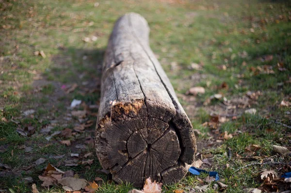 Closeup Shot Tree Log Field — Fotografia de Stock
