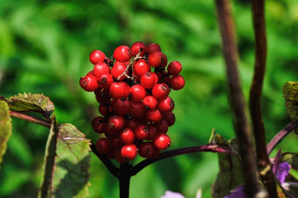 Close Shot Red Elderberry Plant — Zdjęcie stockowe