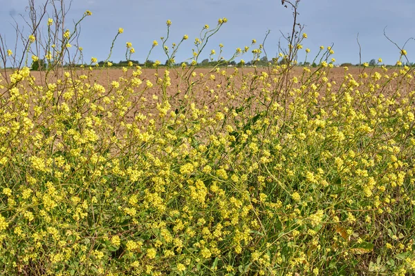 Selective Focus Shot Yellow Mustard Oilseeds Field Sunny Day — ストック写真