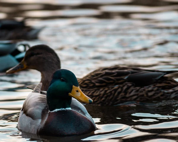 在池塘里游泳的鸭子的特写镜头 — 图库照片