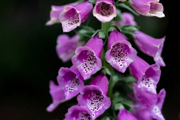 Closeup Violet Foxglove Flower Isolated Black Background — Stockfoto