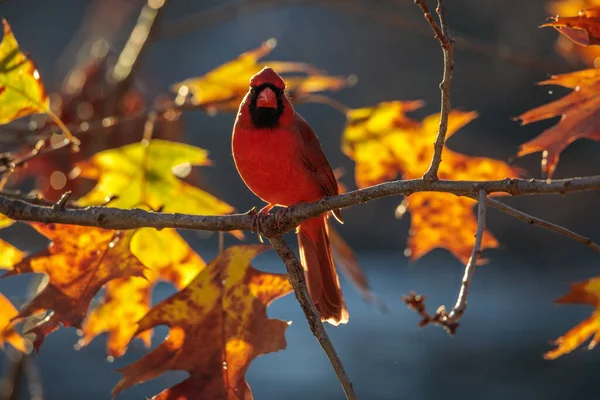 Red Northern Cardinal Bird Standing Tree Branch Blurred Background — Foto Stock