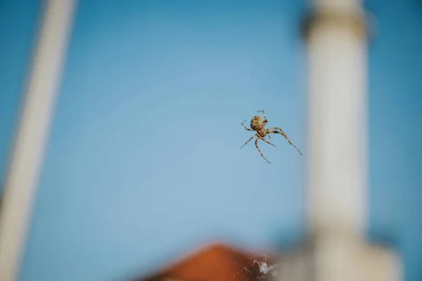Ένα Κοντινό Πλάνο Μιας Αράχνης Που Κρέμεται Από Έναν Ιστό — Φωτογραφία Αρχείου