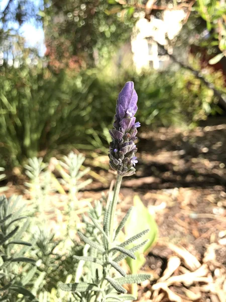 Vertical Macro Shot Beautiful Purple Blooming Lavandula Garden Blurry Background — Stok fotoğraf