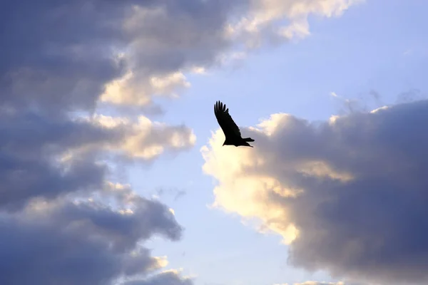 Low Angle Shot Beautiful Small Bird Soaring Cloudy Summer Sky — Stock fotografie