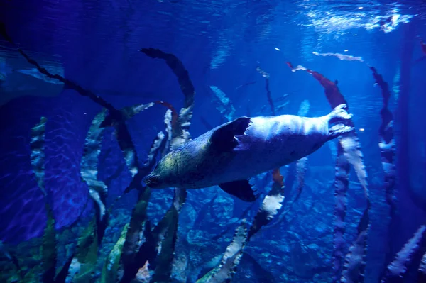 Closeup Afish Swimming Deep Underwater — Φωτογραφία Αρχείου