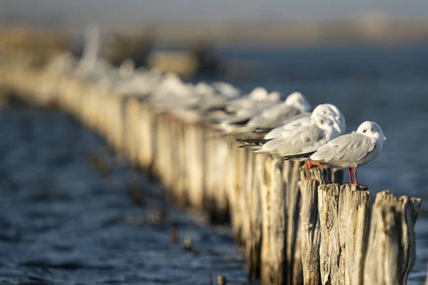 Flock Seagulls Perched Wooden Breakwater — Stock Fotó