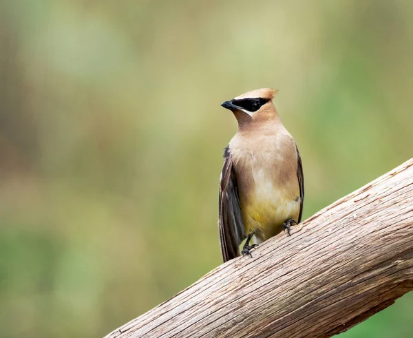 Beautiful Shot Common Waxwing Bird Perched Tree Branch — Stockfoto