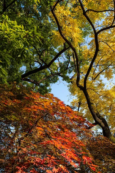 Vertical Shot Beautiful Trees Colorful Autumn Leaves Park — стоковое фото