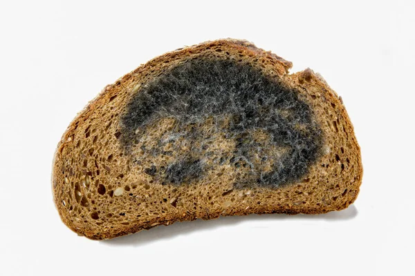 Closeup Shot Moldy Slice Rye Bread Isolated White Background — Stock Photo, Image