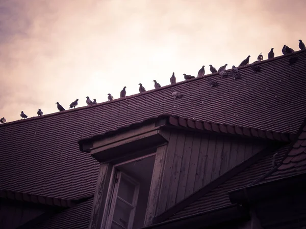 Closeup Shot Bird House Roof — Stockfoto