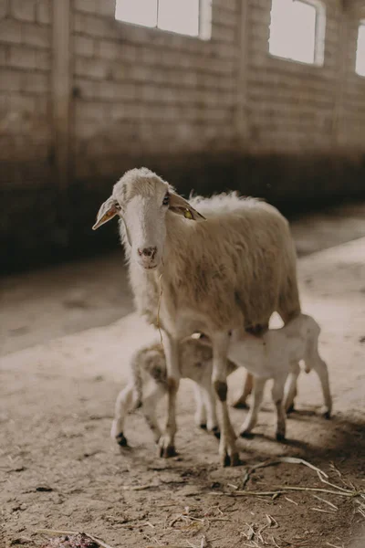 Vertical Shot Mother Sheep Baby Sheep Barn — Stockfoto