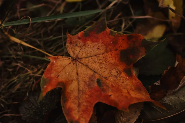 Closeup Shot Yellow Autumn Leaves Ground — стоковое фото