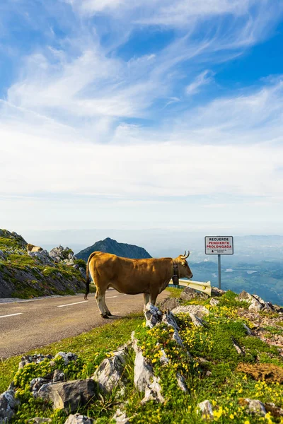 Lonely Cow Grazing Road Scenic Mountainous Area — Photo