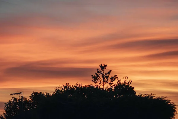Мальовничий Знімок Різнокольорового Неба Дерева — стокове фото