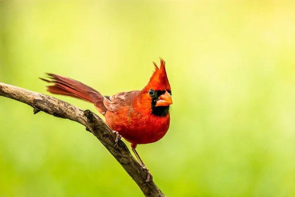 Portrait Pretty Northern Cardinal Bird Perched Twig — Stockfoto