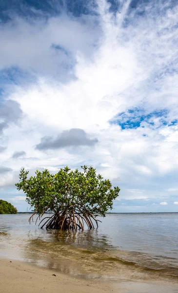 Single Mangrove Tree Grows Beach Florida Usa — Stock Photo, Image