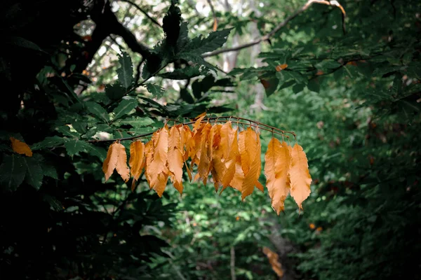 Single Branch Tree Dried Orange Leaves — Foto Stock