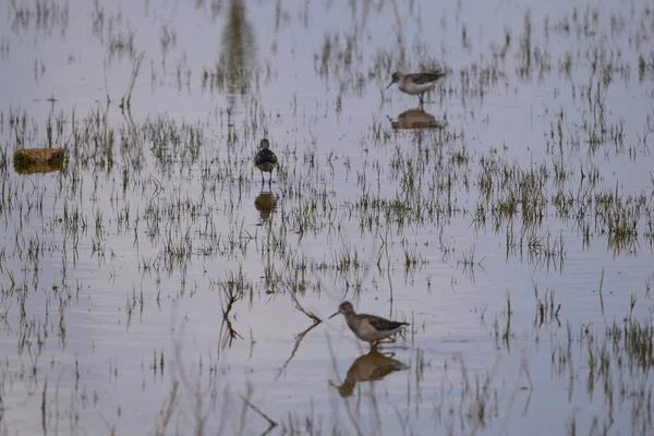 Beautiful Shot Birds Lake Day — Fotografia de Stock