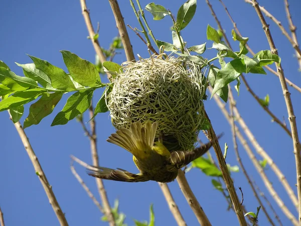 Wever Bird Nest South Africa — Photo