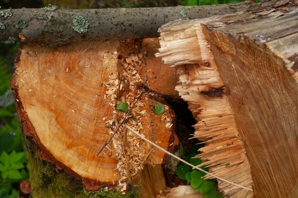 Closeup Recently Felled Tree — стоковое фото