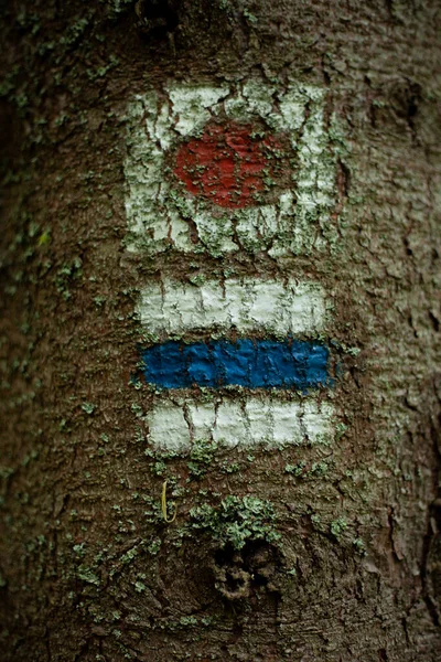 Closeup Signposts Hiking Trails Trunk Tree — Foto Stock