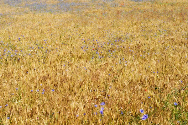 Flowers Wheat Field —  Fotos de Stock