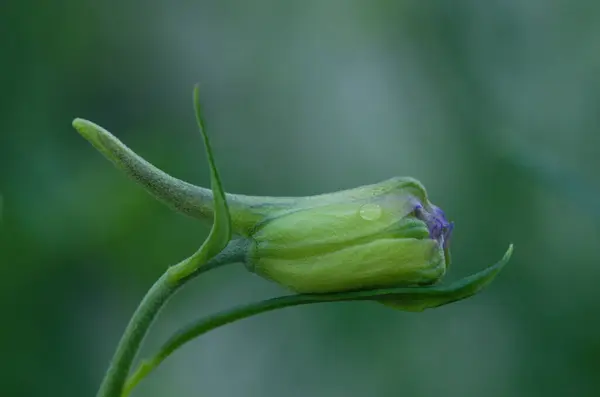 Close Shot Flower Bud Blurred Background — Stockfoto