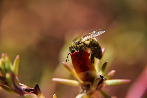 Selective Focus Bee Collecting Nectar Flower — стоковое фото