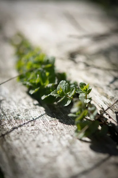 초록색 식물들 대각선으로 표면을 수직으로 — 스톡 사진