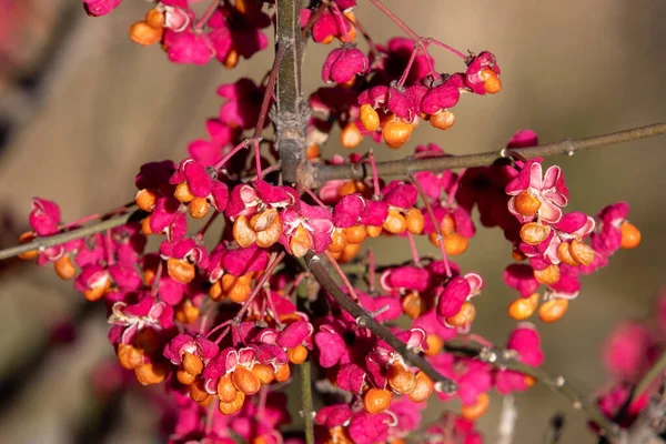 Shallow Focus Branch Euonymus Europaeus Fruit Blurred Background — Stok fotoğraf