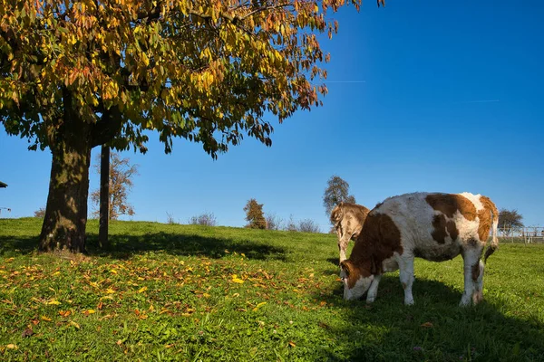 Two Cows Grazing Hillside Sunny Day — Stock fotografie