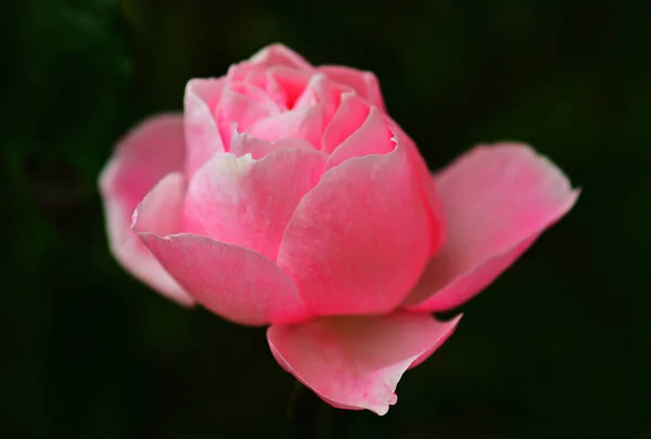 Closeup Blooming Pink Rose Dark Garden Background — Stok Foto