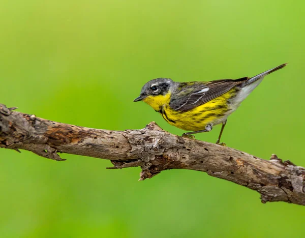 Cute Magnolia Warbler Perched Tree Branch — Stock fotografie