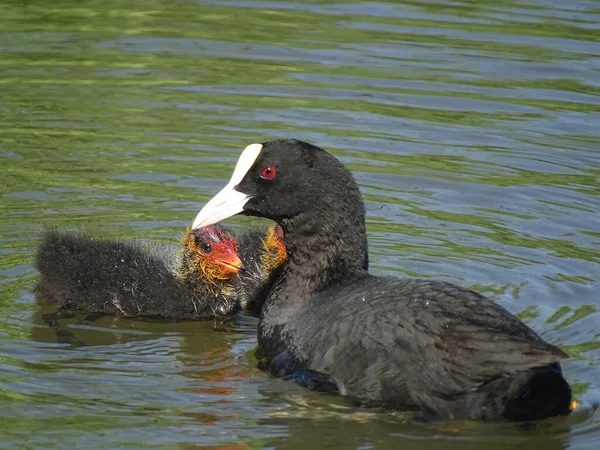 Coot Young Ditch Netherlands — Fotografia de Stock