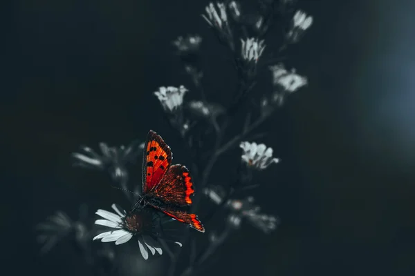 Ένα Κοντινό Πλάνο Μιας Πεταλούδας Λουλούδια Χαμομηλιού — Φωτογραφία Αρχείου