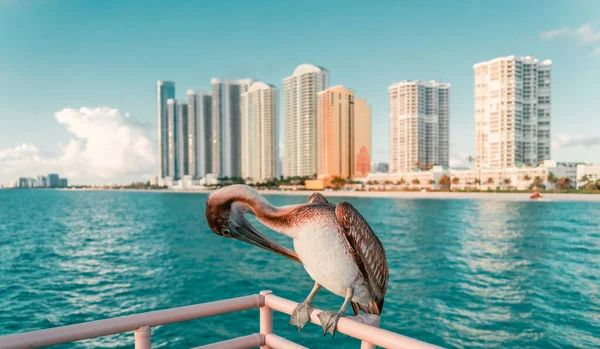 Brown Pelican Standing Fence Sea — Fotografia de Stock