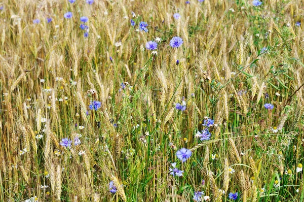 Квіти Пшеничному Полі — стокове фото