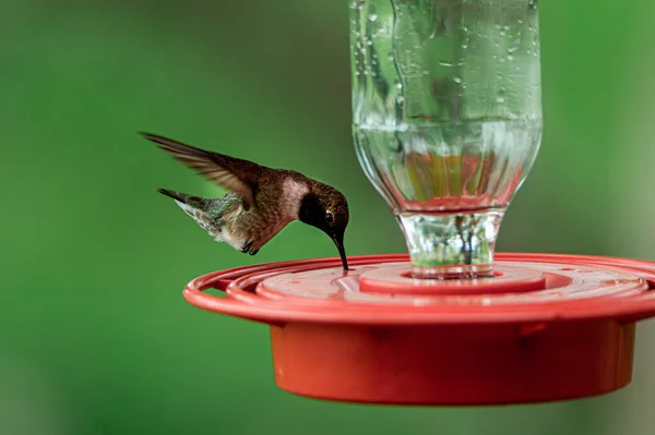 Beautiful Shot Hummingbird Bird Drinker — Stockfoto