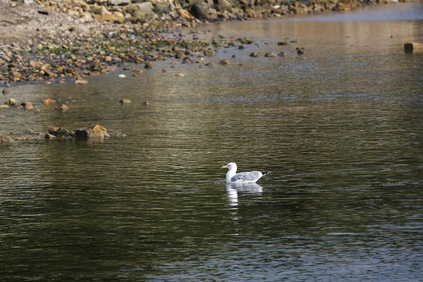 Seagull Swimming Rocky Flowing River — Stock Fotó